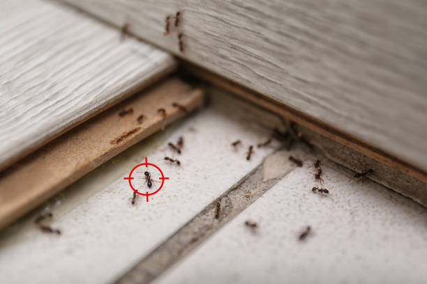 Best Pest Prevention Services  in Franklinton, NC
