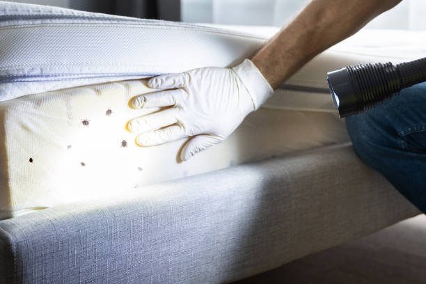 Best Affordable Pest Control Services  in Franklinton, NC
