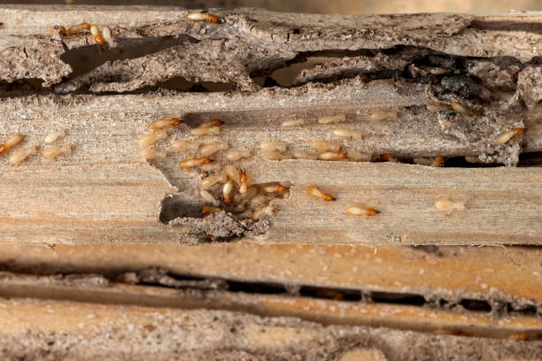 Best Termite Control Services  in Franklinton, NC